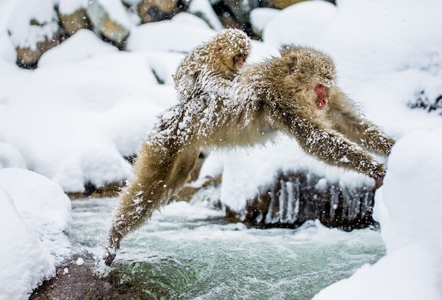 Los macacos japoneses saltan a través de un pequeño río