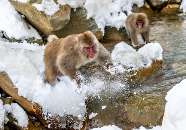 Macacos japoneses saltando a través de un pequeño río