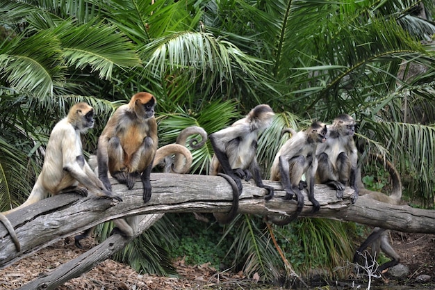 Macacos junto a palmeiras