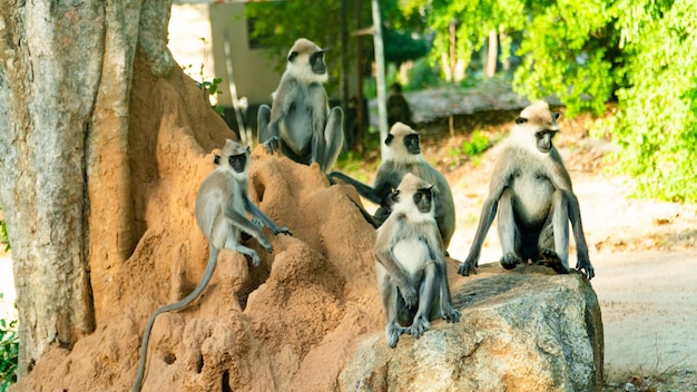 Foto macacos languros cinzentos no sri lanka espécie semnopithecus priam na baía de arugam