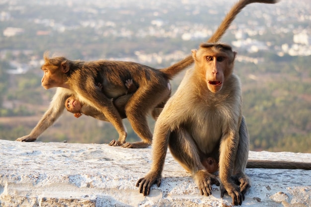 Macacos na colina