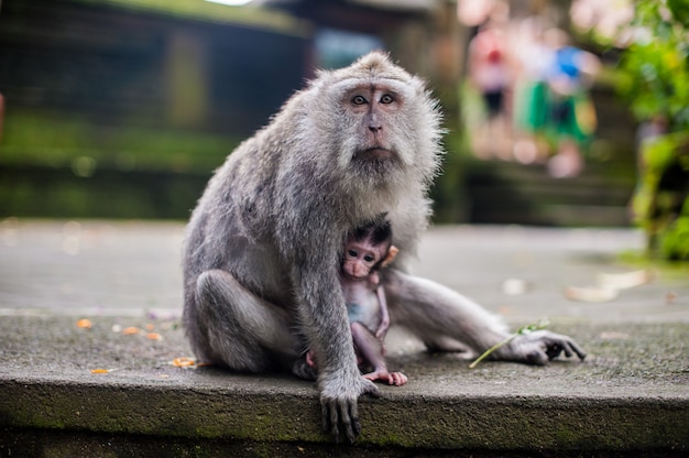 Macacos na floresta de macacos, bali