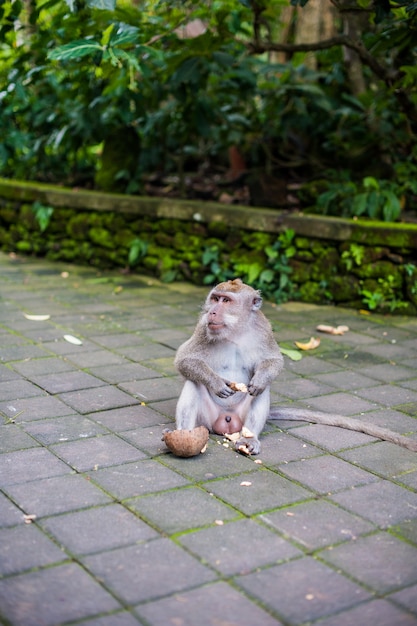 Macacos na floresta de macacos, bali