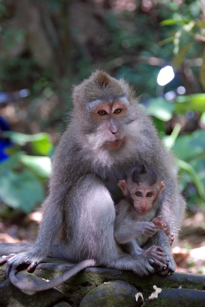 Macacos na Floresta dos Macacos de Ubud, Bali, Indonésia.