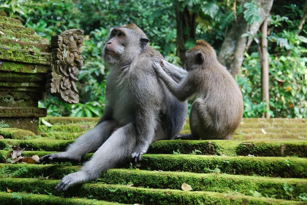 Macacos na Floresta dos Macacos de Ubud, Bali, Indonésia.