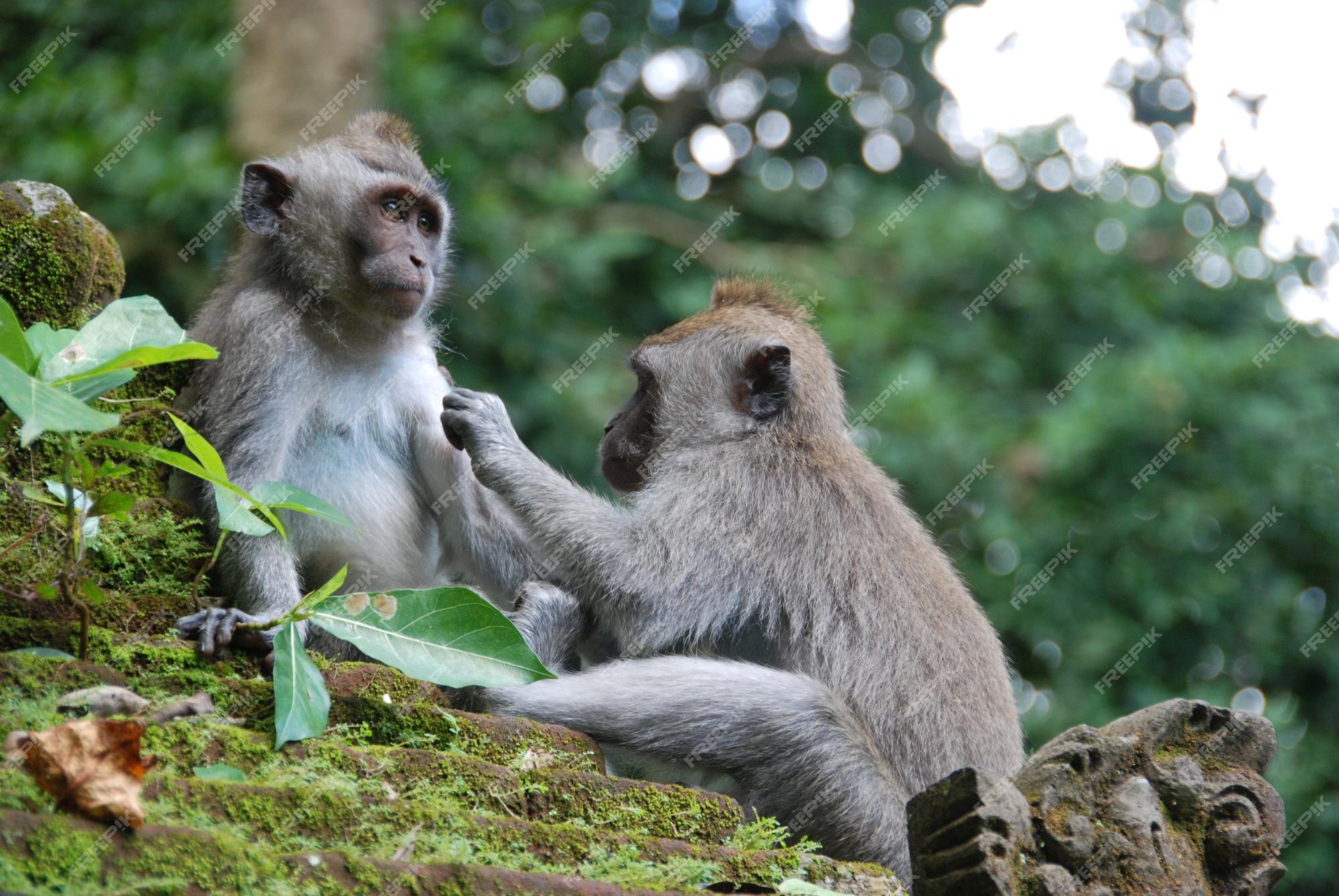 Foto de Macacos Engraçados Na Floresta Do Macaco Bali Indonésia e mais  fotos de stock de Animais em Extinção - iStock