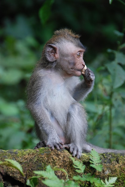 Macacos na Floresta dos Macacos de Ubud, Bali, Indonésia.