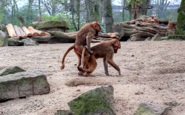 Foto macacos na floresta