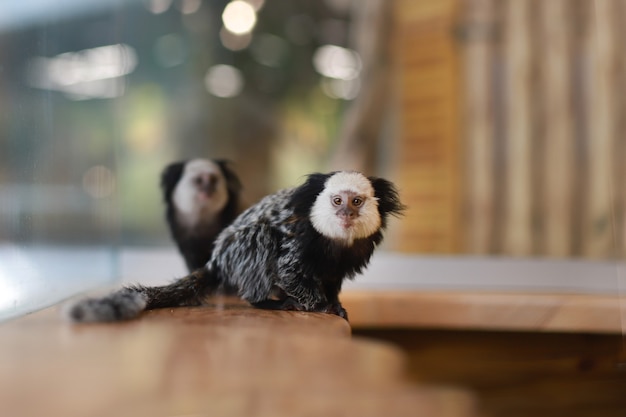 Macacos pequenos com crista preta sentam-se sobre uma superfície de madeira. um bebê macaco sagüi mico. animais.