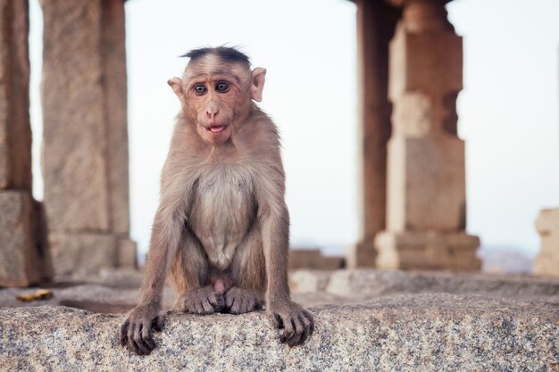 Macacos perto do pôr do sol de Hanuman Temple Hampi