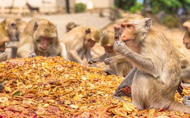 Macacos que comem, templo em Tailândia.