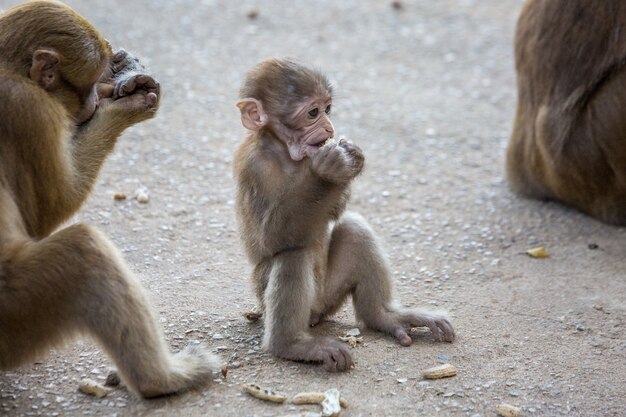 Macacos selvagens, babuínos na Tailândia