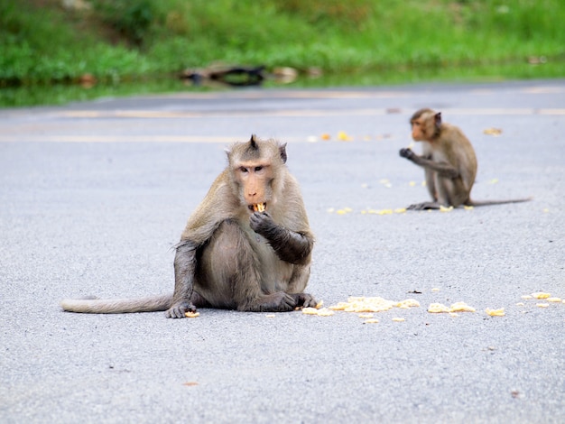 Macacos selvagens comendo comida de gente