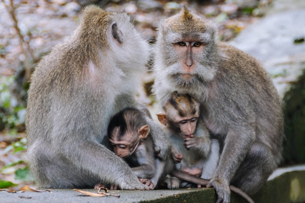 Macacos sentados ao ar livre