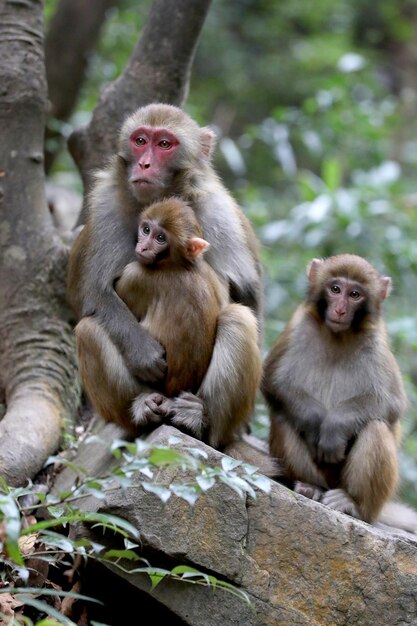 Macacos sentados ao ar livre