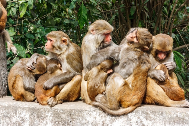 Macacos sentados ao ar livre