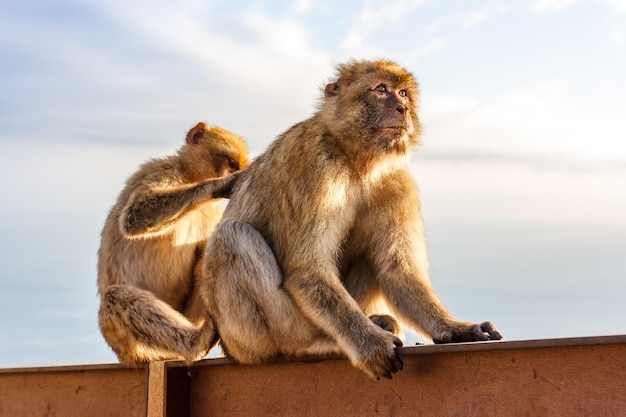 Macacos sentados em um corrimão contra o céu