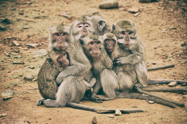 Macacos sentados no campo