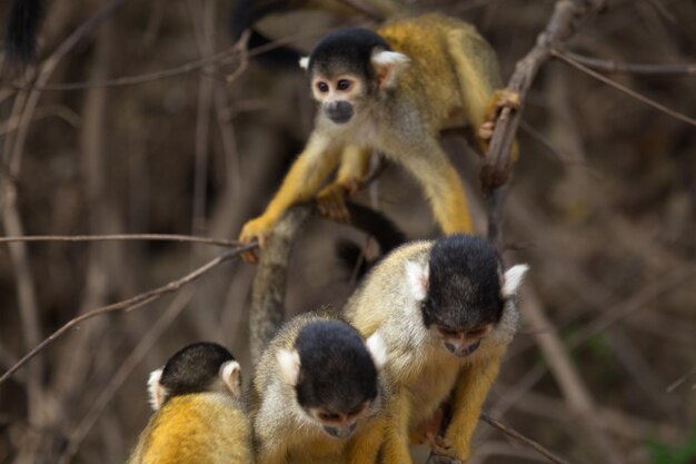 Foto macacos sentados numa árvore.