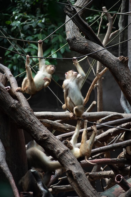 Foto macacos vivem no zoológico de praga