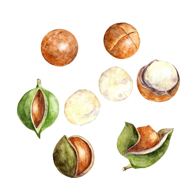 Macadamia acuarela