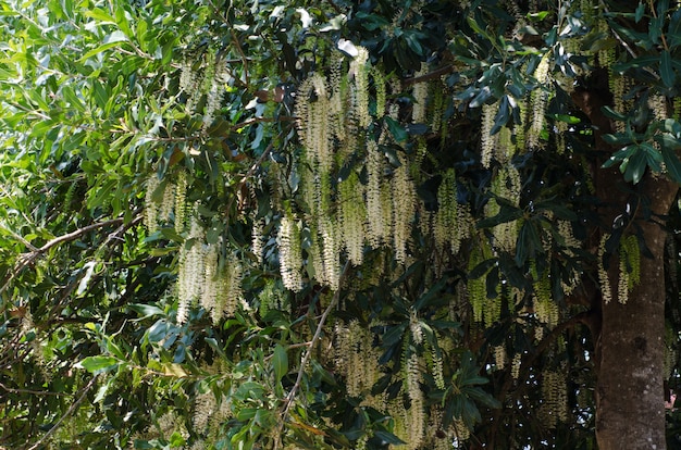 Foto macadamia blumen