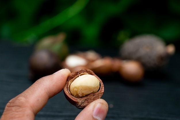 Macadamia-Frucht mit Blumen der Kiefer