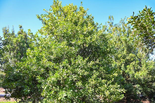 Macadamia-Nüsse auf Macadamia-Baum pflanzen frische natürliche rohe Macadamia-Nüsse im Garten und pflanzen Macadamianuss-Früchte auf Bergland