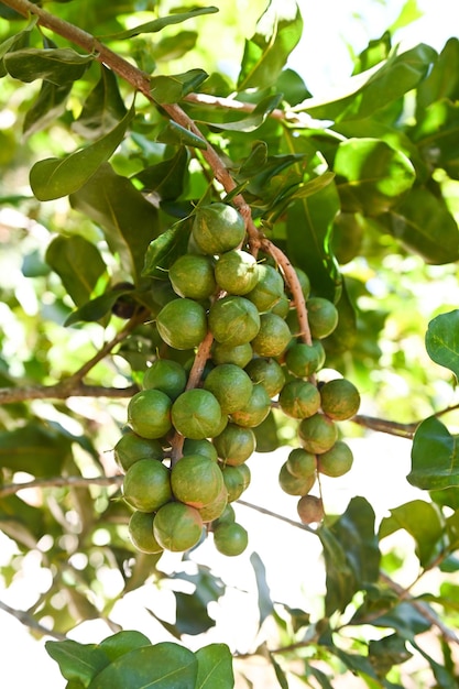 Macadamia-Nüsse auf Macadamia-Baum pflanzen frische natürliche rohe Macadamia-Nüsse im Garten und pflanzen Macadamianuss-Früchte, die auf die Erntesamen warten