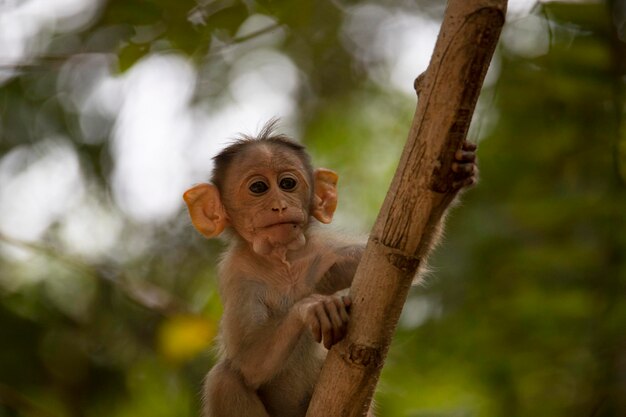 Macaque bebé con gorro Mono trepando a un árbol en el bosque