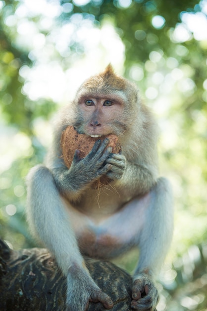 Foto macaque com coco
