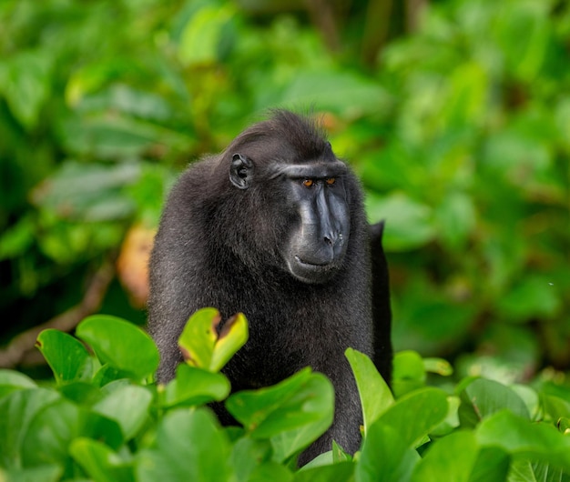 Macaque com crista de celebes entre a vegetação tropical indonésia sulawesi