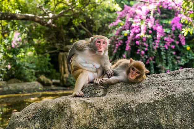 Macaque do Rhesus de dois macacos da cara vermelha adulta que prepara-se no parque natural tropical de Hainan, China. Macaco atrevido na área de floresta natural. Cena da vida selvagem com animal de perigo. Macaca mulata.