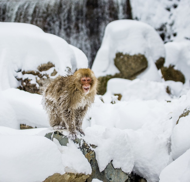 Macaque japonês nas rochas perto das fontes termais. Japão. Nagano. Jigokudani Monkey Park.