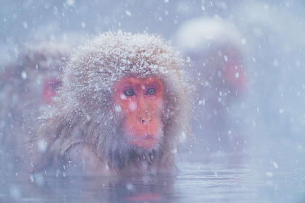 Macaque japonés con nieve y spa caliente en Nagano en invierno Feb 2022