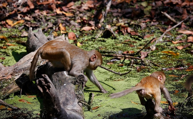 Macaques jugando en el bosque