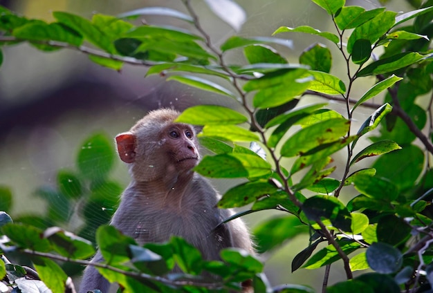 Macaques jugando en el bosque