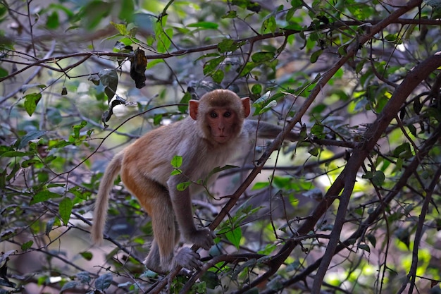 Foto macaques jugando en el bosque