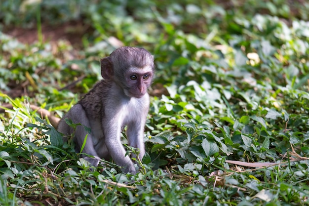 Macaquinho sentado na natureza