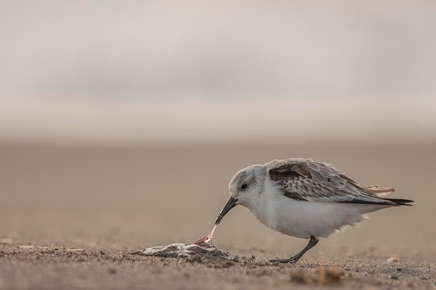 Maçarico comendo na areia na praia