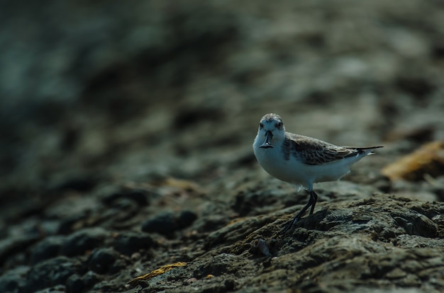 Foto maçarico-de-bico-colherado (calidris pygmaea) na natureza tailândia