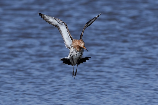 Maçarico-de-cauda-preta (Limosa limosa)