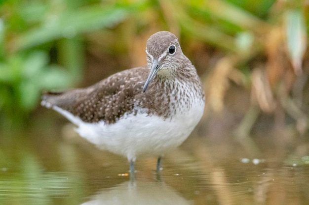 Maçarico verde (Tringa ochropus) Toledo, Espanha