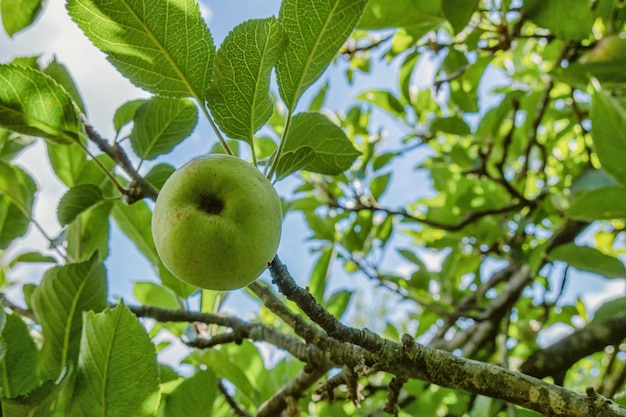 Maçãs ainda na árvore verde