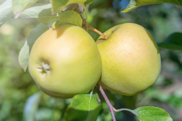 Maçãs amarelas maduras em pomar, macieira, Golden Delicious