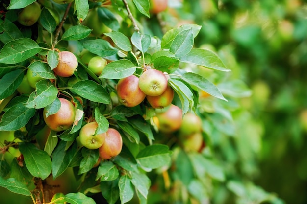 Maçãs closeup de maçãs do Império em um galho de árvore em um pomar em um dia ensolarado ao ar livre Produtos suculentos e orgânicos frescos crescendo com folhas em uma fazenda de frutas sustentável Maduro e pronto para a colheita