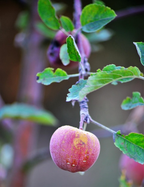 maçãs com doença do fusicládio em agosto em um pomar