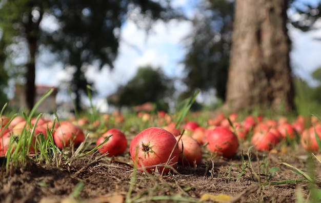 Maçãs cor-de-rosa estão no jardim no chão e perto da grama