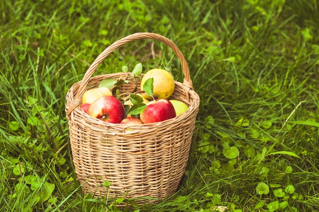 Maçãs e peras espalhadas da cesta em uma grama do jardim