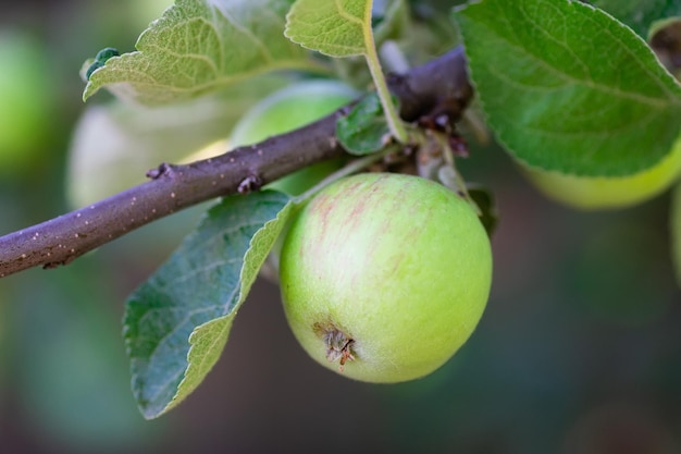 Maçãs ecologicamente corretas Maçãs verdes na árvore lindas maçãs amadurecem em um galho nos raios do solx9